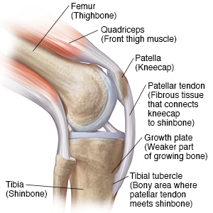 Side view of bent knee showing quad muscles.