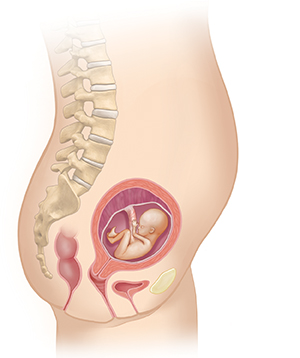 Side view of female body showing reproductive system and 4 month fetus.