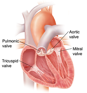 Cross section of the heart where the valves can be seen.