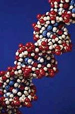 Picture of a model of a strand of DNA, magnified