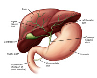 Illustration of biliary system