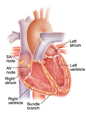 Cross section of heart showing conduction system.