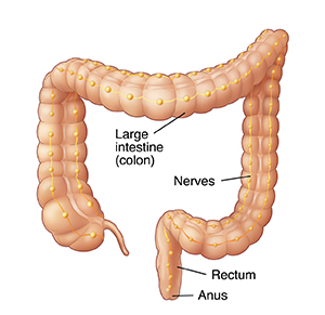 Front view of colon showing nerves.