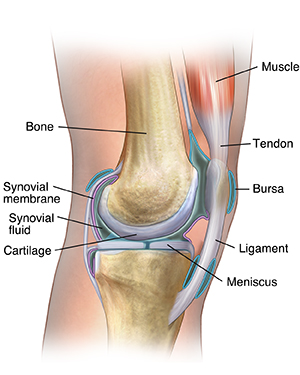 Side view of knee joint showing basic anatomy.