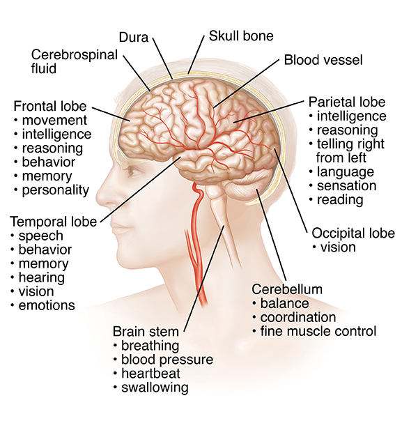 Side view of head and brain, showing parts of brain and what they control..