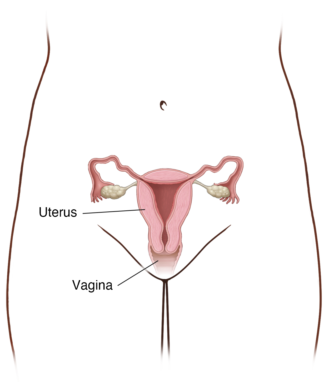 Outline of woman's pelvic area showing cross section of uterus and vagina.