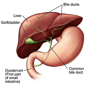 Front view of the liver, bile ducts, common bile duct, duodenum, and gallbladder.