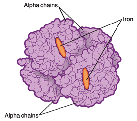 Structure of hemoglobin molecule with beta thalassemia.