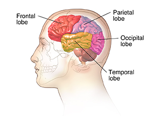 Side view of brain in male head with color overlay showing lobes of brain.