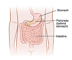 Outline of child's abdomen showing stomach, pancreas, and intestine.