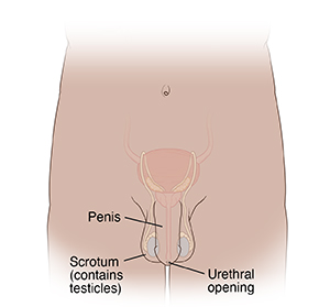 Front view of male genitals showing penis, scrotum, urethral opening.
