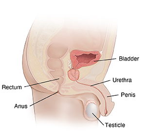 Side view of male genitals showing rectum, bladder, urethra, anus testicle, and penis.