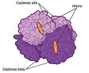 Estructura de una molécula de hemoglobina normal.