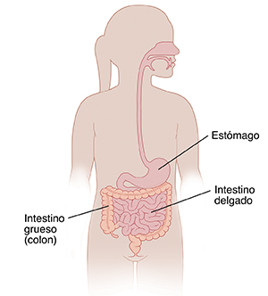 Contorno de una niña donde se observa el tubo digestivo.