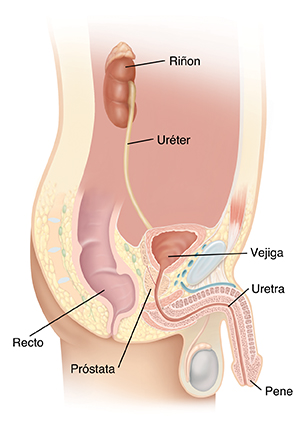 Imagen de las vías urinarias de un hombre.