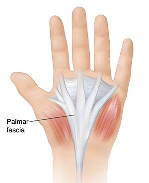 Palm view of hand showing palmar fascia. 